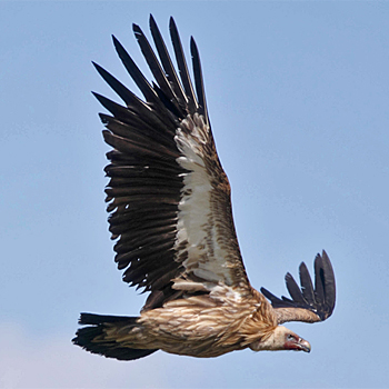 Himalayan Griffon