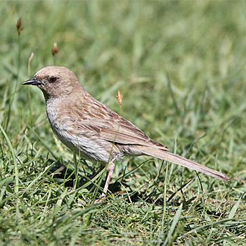 Kozlov's Accentor
