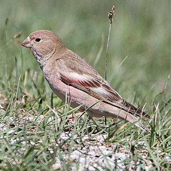 Mongolian Finch