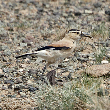 Mongolian Ground-jay