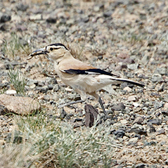 Mongolian Ground-jay