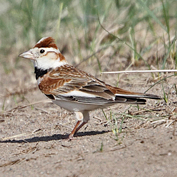 Mongolian Lark