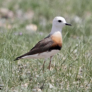 Oriental Plover