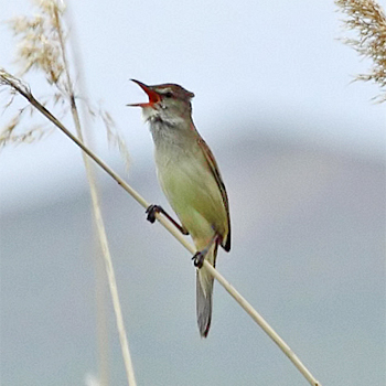 Oriental Reed Warbler