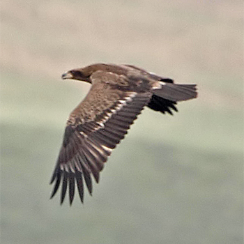 Pallas's Fish-eagle