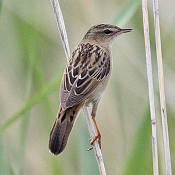 Pallas's Grasshopper Warbler