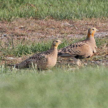 Pallas's Sandgrouse