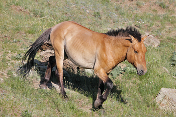 Przewalski's Horse