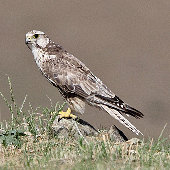 Saker Falcon