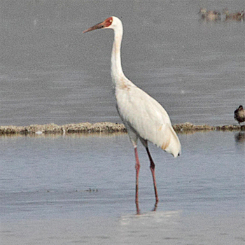 Siberian Crane
