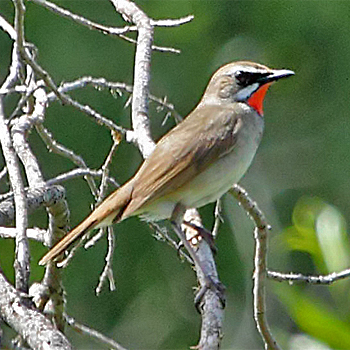 Siberian Rubythroat