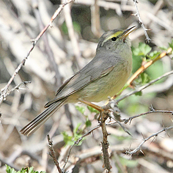 Sulphur-bellied Warbler