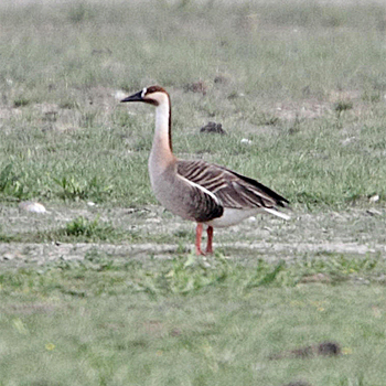 Swan Goose