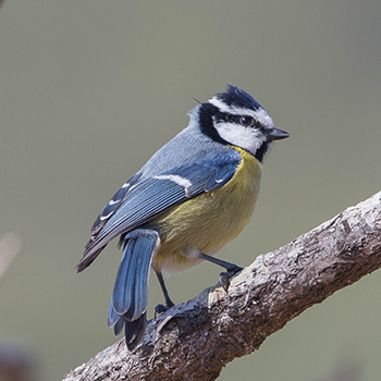 African Blue Tit