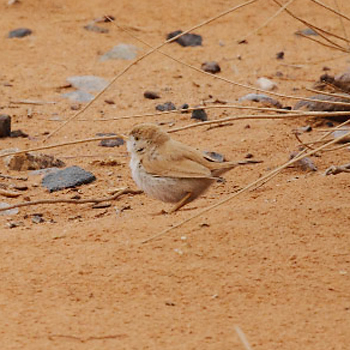 African Desert Warbler