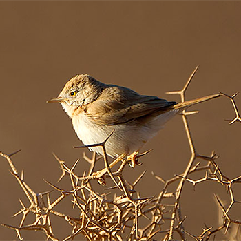 African Desert Warbler