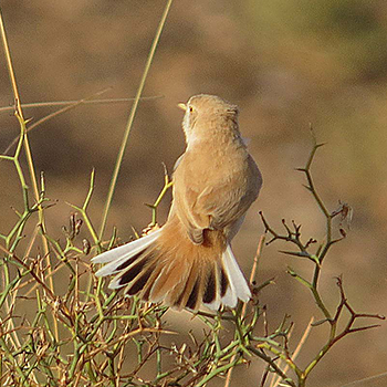 African Desert Warbler