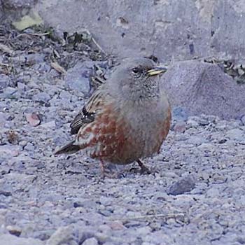 Alpine Accentor