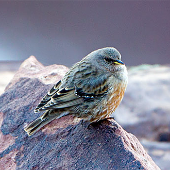 Alpine Accentor