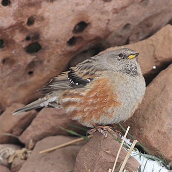 Alpine Accentor