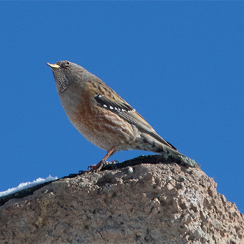 Alpine Accentor