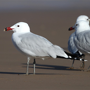 Audouin's Gull
