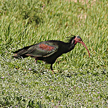 Northern Bald Ibis