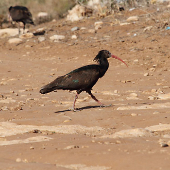 Northern Bald Ibis