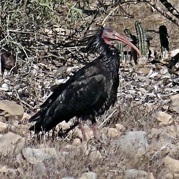 Northern Bald Ibis