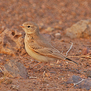 Bar-tailed Lark