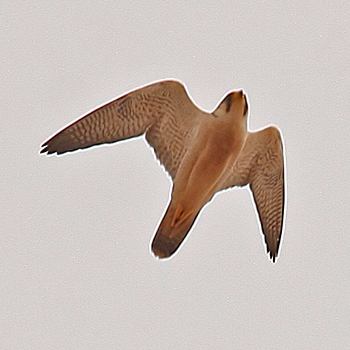 Perergine (Barbary) Falcon