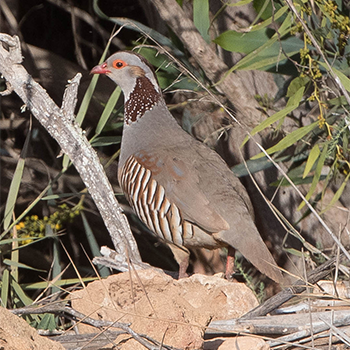 Barbary Partridge
