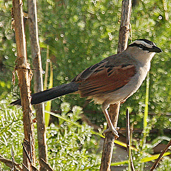 Black-crowned Tchagra