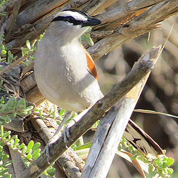 Black-crowned Tchagra