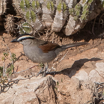 Black-crowned Tchagra