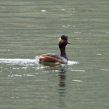 Eared (Black-necked) Grebe