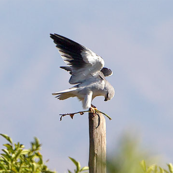 Black-winged Kite