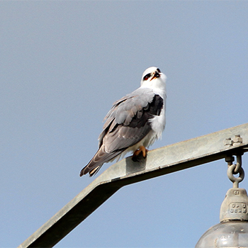 Black-winged Kite
