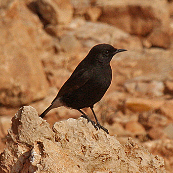 Black Wheatear