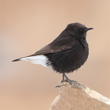 Black Wheatear