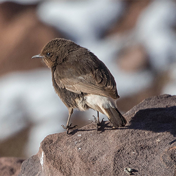 Black Wheatear