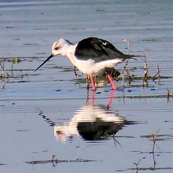 Black-winged Stilt