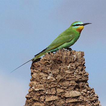 Blue-cheeked Bee-eater