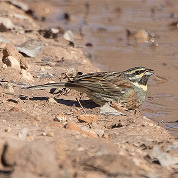 Cirl Bunting
