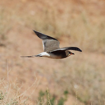 Collared Pratincole