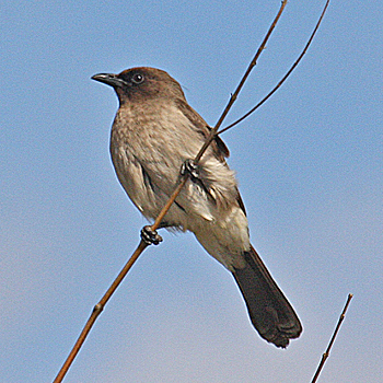 Common Bulbul