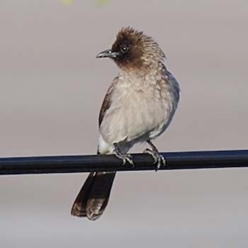 Common Bulbul