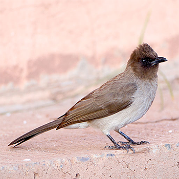 Common Bulbul