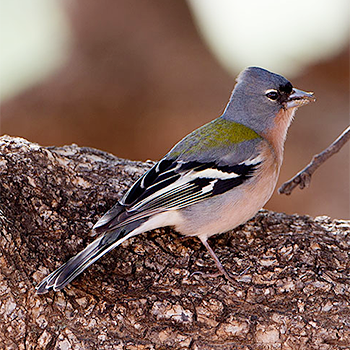 Common Chaffinch (<em>africana</em>