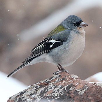 Common Chaffinch (<em>africana</)